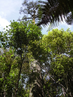 pine